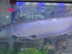 Silver Arowana Fish