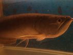 Silver Arowana Fish