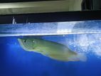 Silver Arowana