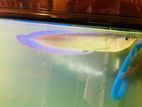 Silver Arowana