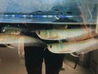 Silver Arowana