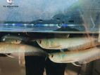 Silver Arowana