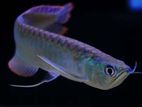 Silver Arowana