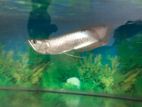 Silver Arowana