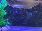 Silver Arowana