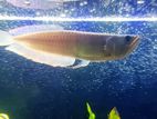 Silver Arowana