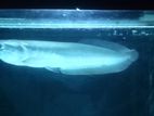 Silver Arowana