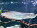 Silver Arowana Fish