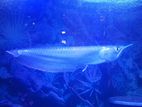 Silver Arowana