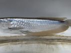 Silver Arowana