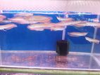 Silver Arowana