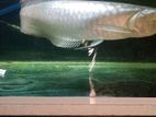Silver Arowana