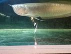 Silver Arowana Fish