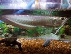 Silver Arowana Fish