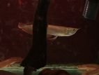 silver arowana
