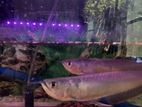 silver Arowana