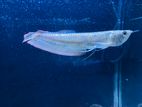 Silver Arowana