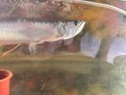 Silver Arowana