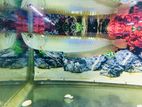 Silver Arowana