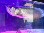 Silver Arowana