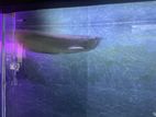 Silver Arowana