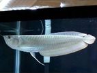Silver Arowana Fish