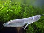 Silver Arowana