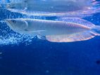Silver Arowana