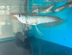 Silver Arowana