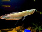 Silver Arowana Fish