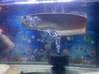 Silver Arowana