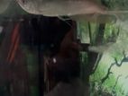 Silver Arowana Fish