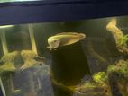 Silver Arowana