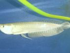 Silver Arowana