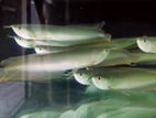 Silver Arowana Phantom