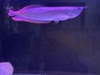 Silver Arowana