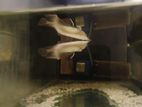 Silver Arowana Fish with Tank