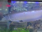 Silver Arowana Fish with Full Setup Tank