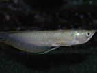 Silver Arrowana 7inch