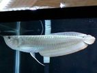 Silver Arowana Fish