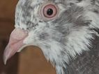 Silver Breeding Pair
