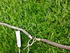 Silver Chain