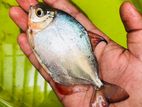 Silver Dollar Fish