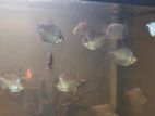 Silver Dollar Fish