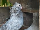 silver konda