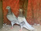 Silver Kondai Pigeons