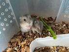 Silver Line Baby Hamster