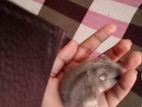 Silver Line Dwarf Hamster