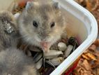 Silver Line Hamster Babies