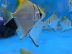 Silver Mono Fish